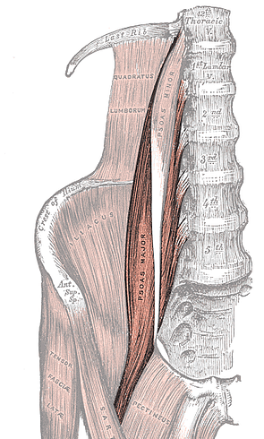 Ode al muscolo dell’anima
